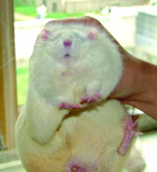 On Hamster Fat Teen Teen Photo Xxx