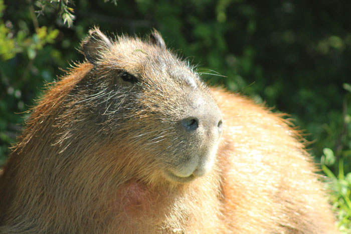 2_Capybara_male min.jpg