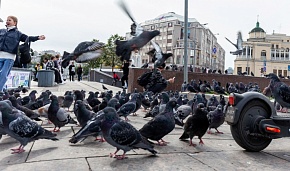 Птицы города