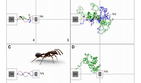 Робот обучает муравьев