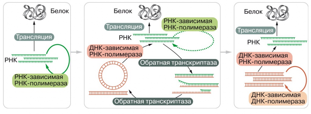 Содержат рнк геном. Репликация ДНК вирусов схема. Цикл ДНК содержащих вирусов. Репликативный цикл РНК вируса. Жизненный цикл вируса транскрипция.