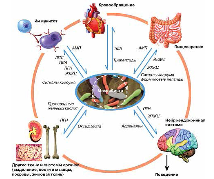 Иммунная и кишечник. Микробиота кишечника и иммунитет. Микробиота и иммунная система. Схема нормальной микрофлоры человека. Иммунитет и кишечник взаимосвязь.