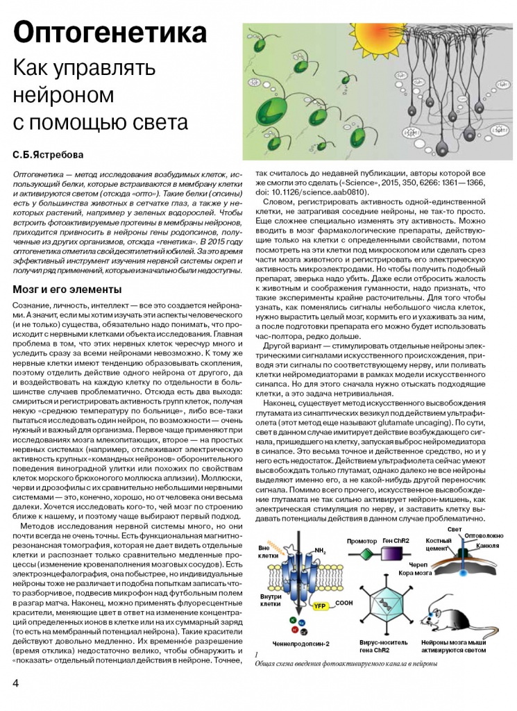 s20160204 optogenetika pdf.jpg