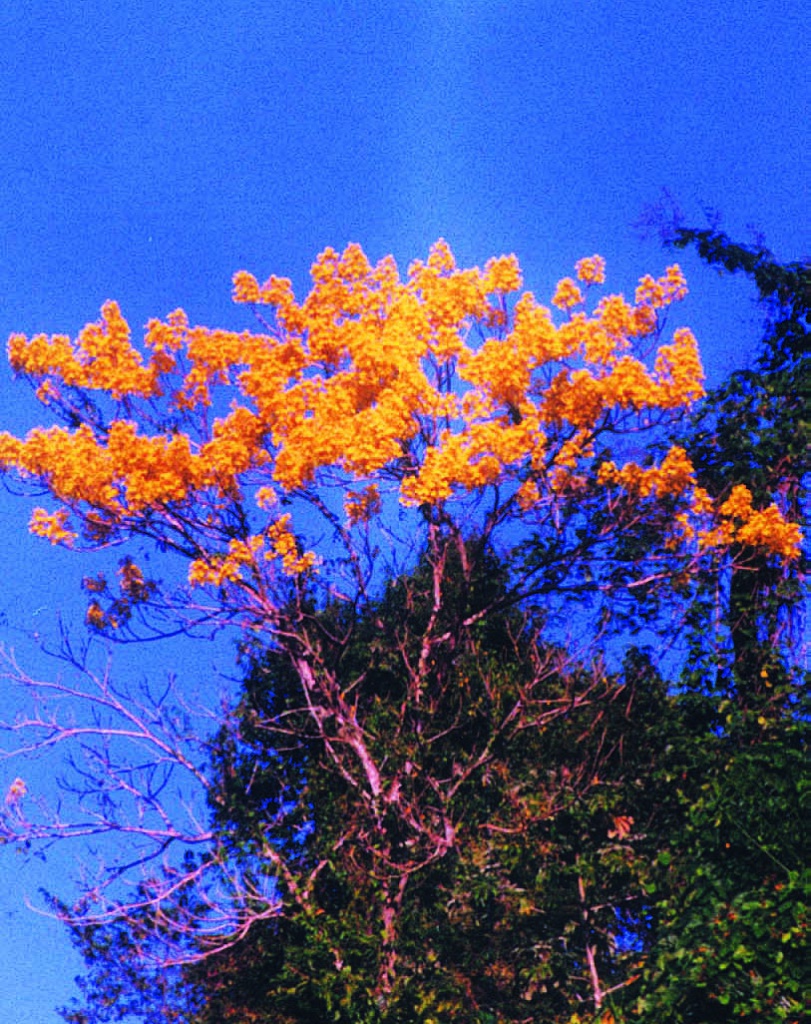 yellow tree.jpg