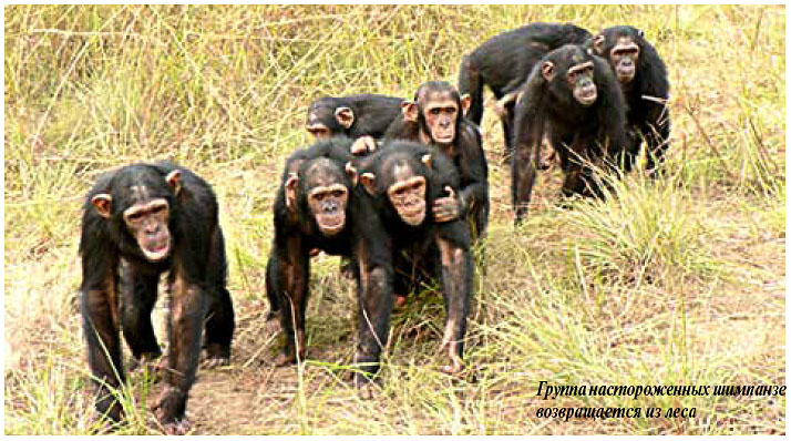 s20150334 bonobo2.jpg