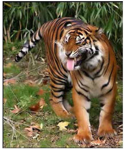 s20150724 nos4 tiger.jpg