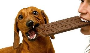 Почему шоколад опасен для животных, а для людей — нет?