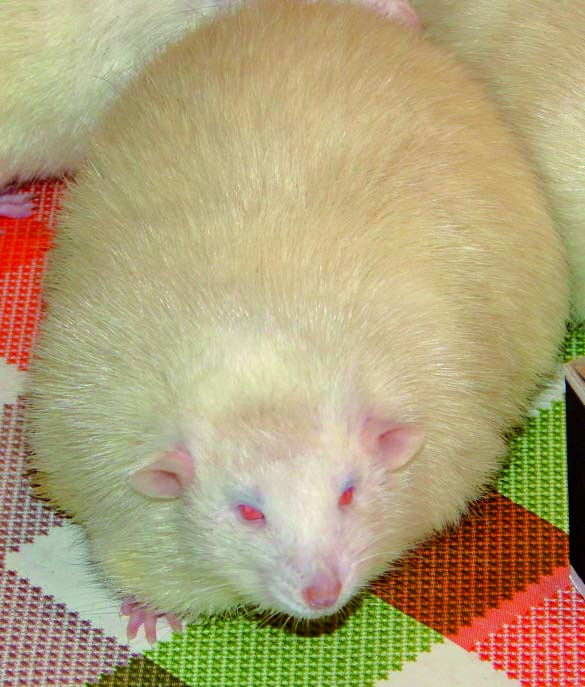 05_ожирение у крысы.JPG